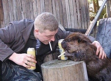 Бобёр